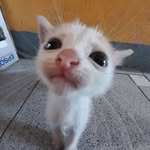 Audrey Gunter - @_ceo_of_cats - Instagram