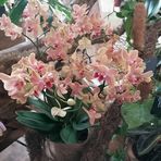 Audrey Hamelin - Facebook
