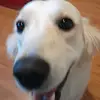 mango loco - @audreyharding331 - TikTok