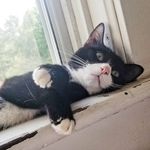 audrey rain havens - @that.cat.fig_newton - Instagram