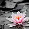 Audrey Hearn - @audrey.hearn - TikTok