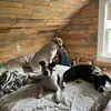 audreykanes - @the_shubano_dogs - TikTok
