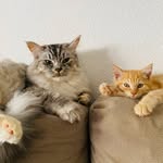 Audrey & Link - @audrey_link_cats - Instagram