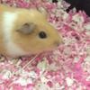 audreymack - @lolacharlieneo - TikTok