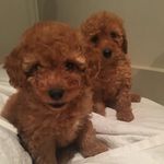 Audrey & Otto Daily - @audreyottodaily - Instagram