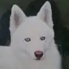 audreypassebois - @audreypassebois - TikTok