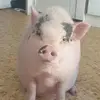 Audrey - @audreyprevost257 - TikTok