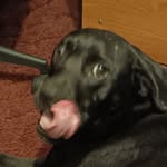 Audrey sampson - @letmesnifurdog - Instagram