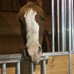 Audrey Sanborn - @endurance_rider1234 - Instagram
