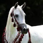 Audreysanborn - @arabian_war - Instagram