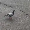 Audrey - @audreyysavage - TikTok
