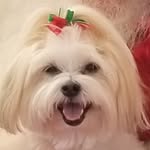 Audrey Small Dog Sitter - @mypuppydogtales - Instagram