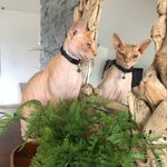 PETIT - @_audrey_small_ - Instagram
