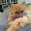 Audreysan - @audreyspan - TikTok
