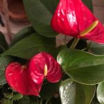 Audrey Pamela Stephenson - @audrey.p.stephenson - Instagram