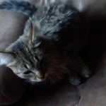 Audrey Tanner - @audrey01pets - Instagram