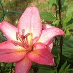 Audrey Warwick Wiseman - Facebook