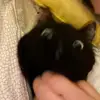 Audrey or Wren idrc - @g0thicreature - TikTok