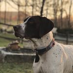 August Collins - @augie.doggy - Instagram