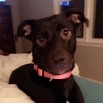 August Gonzalez - @august.the.pupp - Instagram