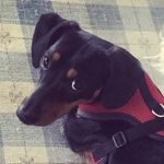August Wilhelm Shank - @auggie_the_loggie - Instagram