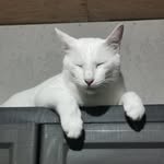 Augusto Luis L. Celis - @tallboycelis - Instagram