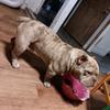 caramelo exotic pitbull buly - @aureliomunoz986 - TikTok