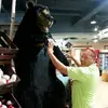Aurelio Pena - @aurelio.pena - TikTok