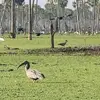 aurreliotorrez - @aureliotorrezparaguari - TikTok