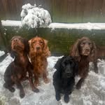 Albus, Aurora, Amos, Alastor & Yoda Gaskell - @ofhousegaskell - Instagram