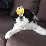 aurora 🐶❤️ - @aurora.amoshihtzu - Instagram