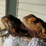 Aurora & Harley - @aurora_and_harley - Instagram