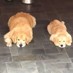 Aurora e Harley - @harley_e_aurora - Instagram