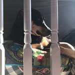 Edyn Crow - @_ellie_aurora_harley_figero_ - Instagram