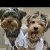 Harley & Aurora The Yorkies - @harley_aurora_ - TikTok
