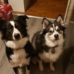 Harley and Aurora - @harley_and_aurora - Instagram