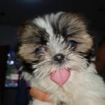 Aurora Hope - @roratheshihtzu - Instagram