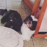 Aurora, Bruce Wayne, Clarck Kent, Diana Prince🐶 - @abcachorrosd - Instagram