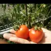 AuroraYS - @aurorakitchen8 - TikTok