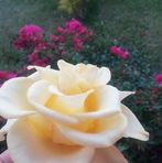 Aurora Lepe Gusman - Facebook
