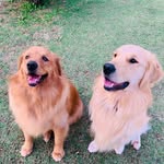 Aurora e Logan - @auroraelogan.goldens - Instagram
