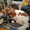 auroralogan - @butters_the_dog - TikTok