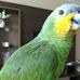 Carla Aurora, la lora. Parrot - Facebook