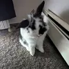 AURORA - @luis.yaurora1 - TikTok