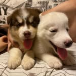 @aurora.lukehusky - Instagram