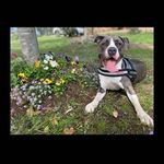 aurora marshall - @auroratheblueamstaffie - Instagram