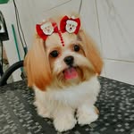 Aurora Ribeiro Muniz🐶 - @aurora_muniz_ - Instagram