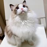 Aurora & Paris | Two Ragdolls💫 - @aurora_n_paris - Instagram