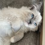 Aurora Paris - @aurora_paris_ragdoll - Instagram