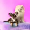 Paris & Aurora🎀 - @parisandaurora - TikTok